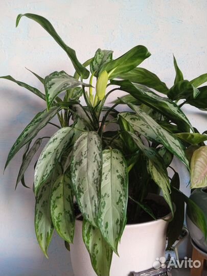 Комнатные растения разные