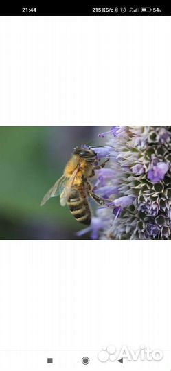 Ульи пчелосемьи