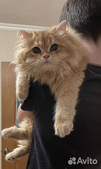 Золотая шиншиллаny12