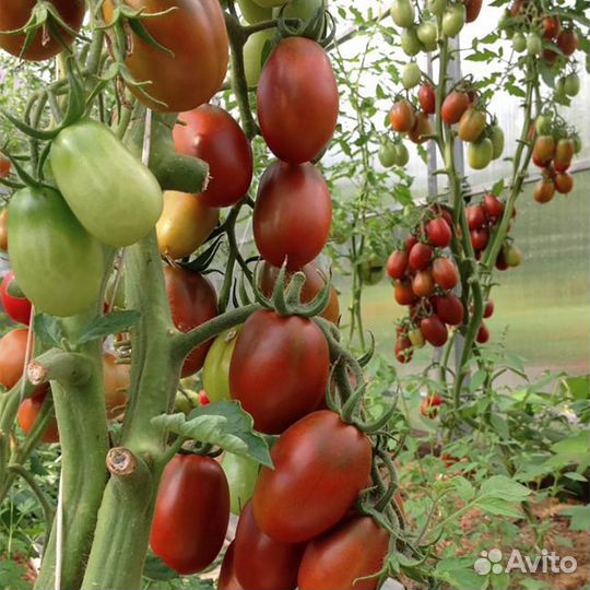 Томаты Трюфельное сердце,коллекция