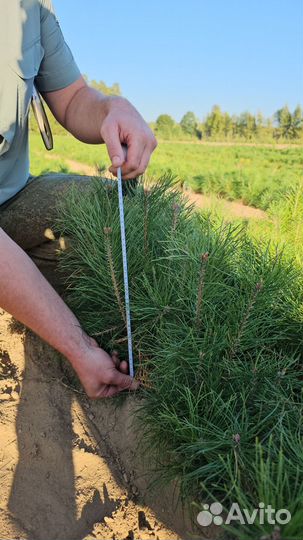 Сеянцы сосны обыкновенной окс