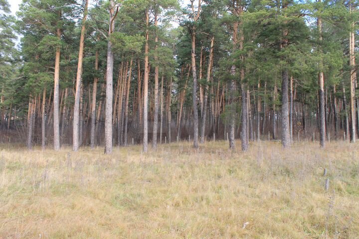 Участок 13,1 сот. (ИЖС)