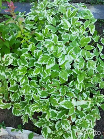 Многолетники из собственного сада 4