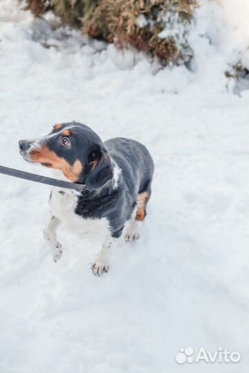 Ищет дом Мелкая Собачка Дина