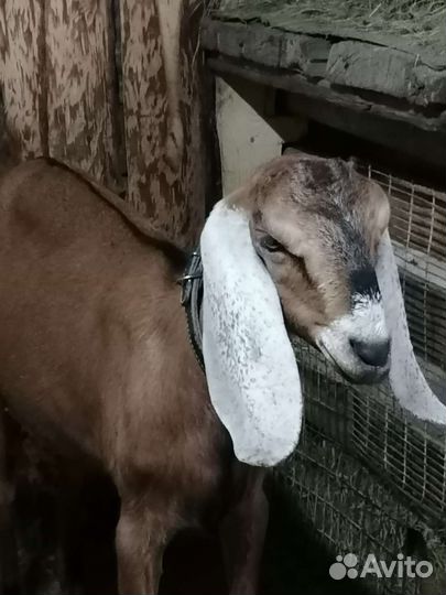 Англо нубийские козы