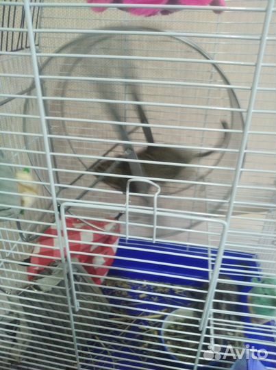 Белки дегу с клеткой и ванной