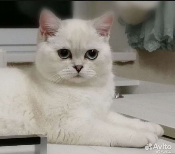 Британские котята