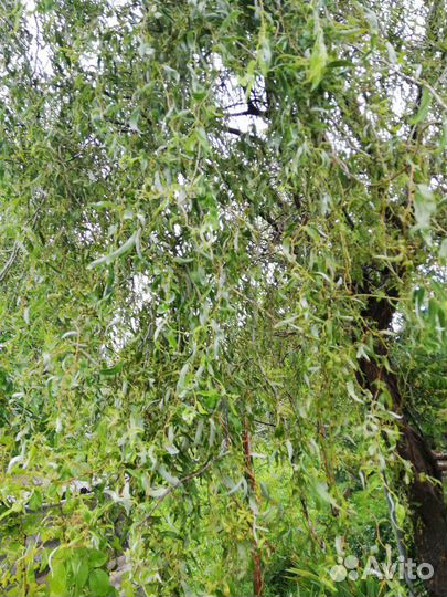 Ива извилистая свердловская