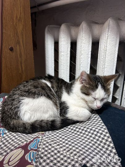 Домашние животные кошки