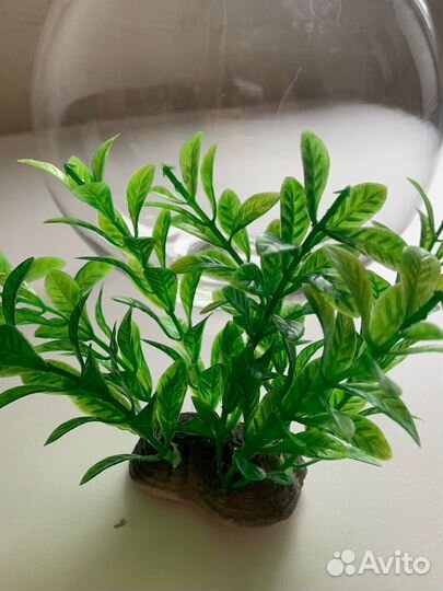 Аквариум 3л с кормом и водорослями