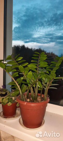 Замиокулькас