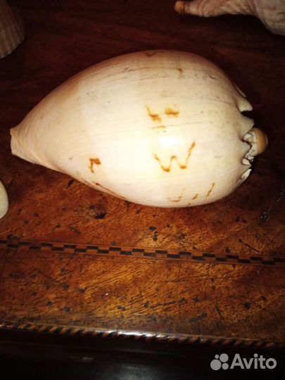 Коллекционирование ракушек