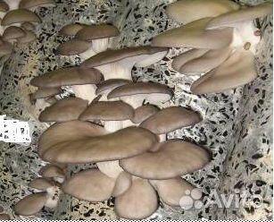 Зерновой мицелий Вешенки штамм Чёрный принц