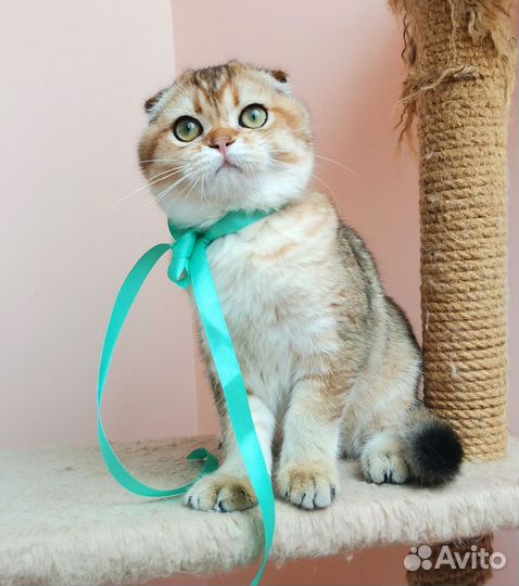 Шотландская красавица