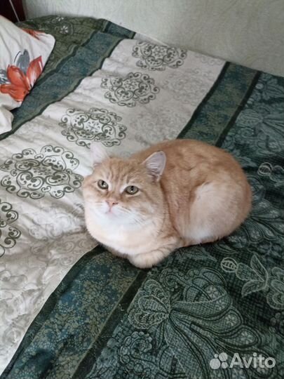 Шотландский кот