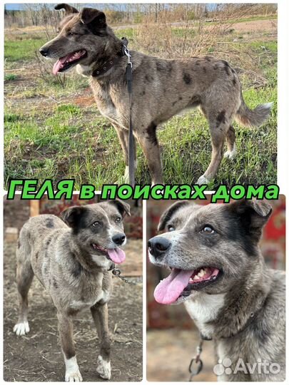 Собака в добрые руки