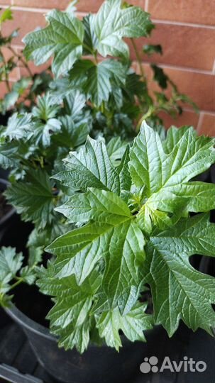 Калина бульденеж