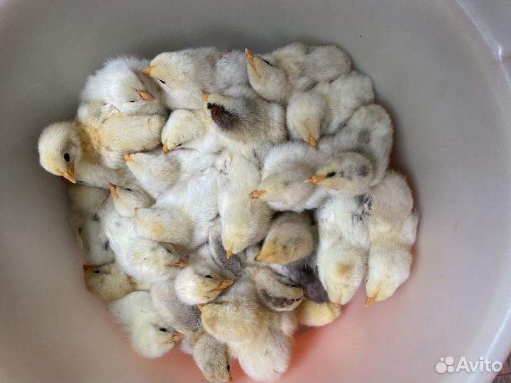 Белефельдеры цыплята