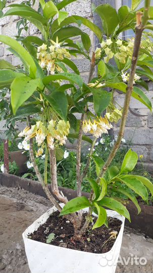 Хойя мультифлора