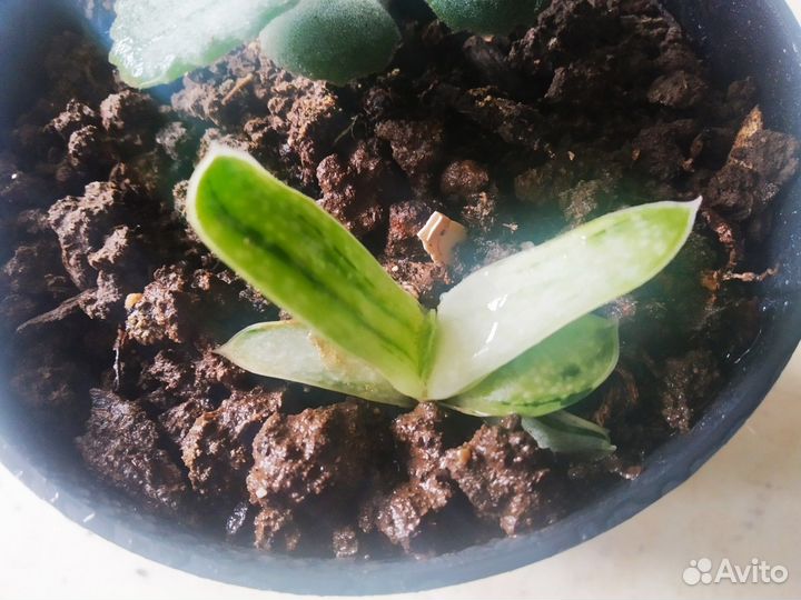 Суккуленты