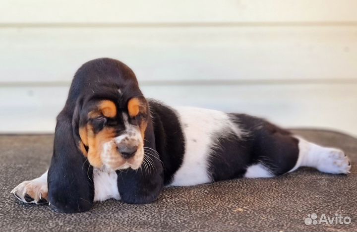 Бассет хаунд щенки