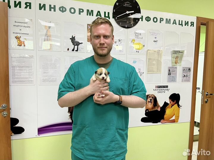 Ветеринарный врач