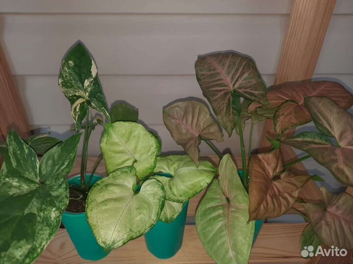 Сингониум набор