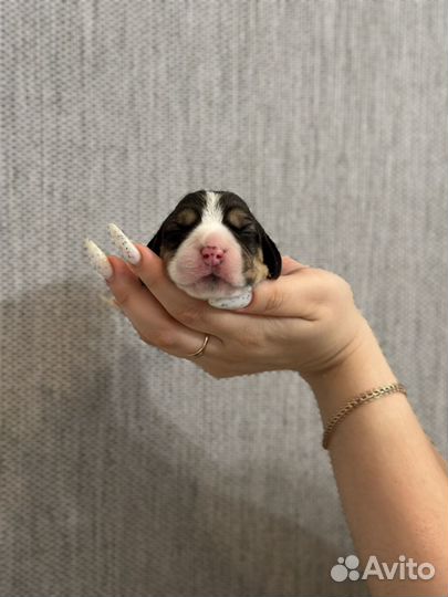 Щенки Бигль