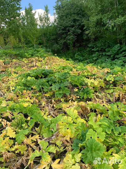 Клопы плесень крысы тараканы осы блохи запахи