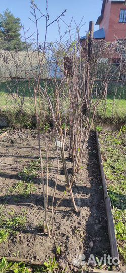 Саженцы абрикоса