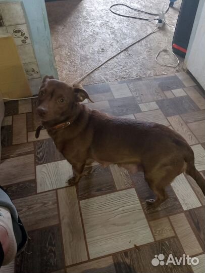 Щеночки в добрые руки