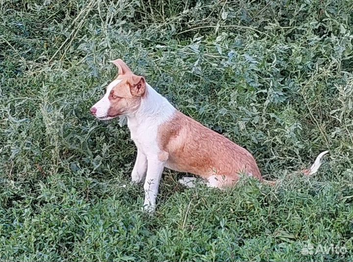 Щенки в добрые руки