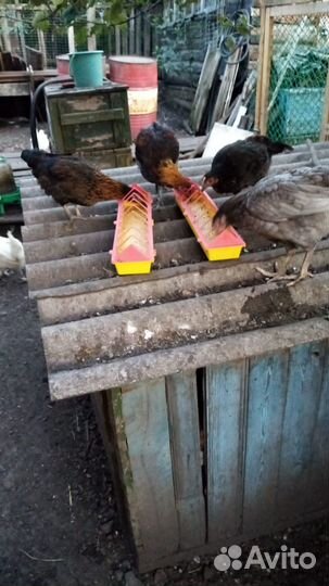 Куры несушки