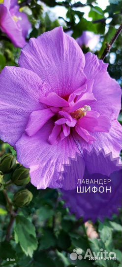 Сортовые гибискусы Чайна шифон, семена, черенки