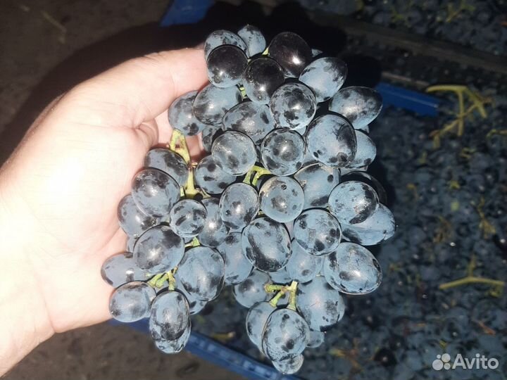 Виноград Молдова