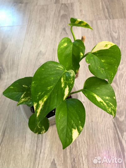 Дримиопсис Эпипремнумы