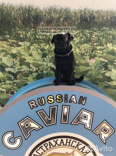 Трансфер. Город. Область