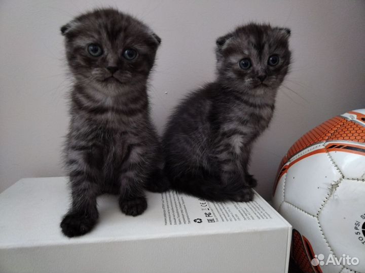 Котята