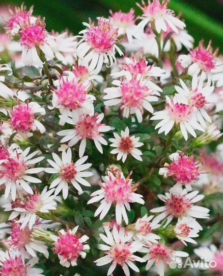 Астра бокоцветная Принц