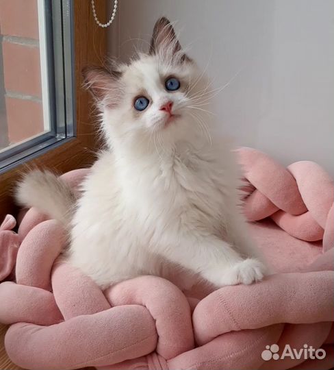 Котята рэгдолл. Мальчик регдолл. Ragdoll