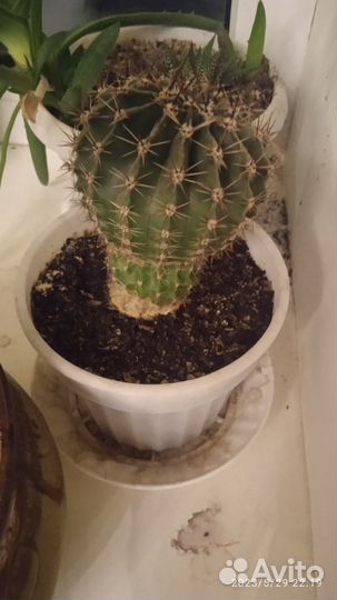 Кактус и каланхоэ