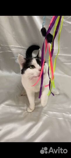 Котик Швепс ищет семью