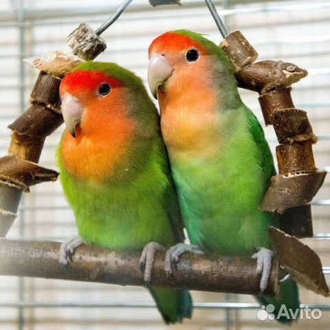 Попугаи неразлучники