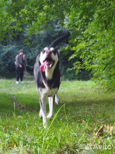 Помесь хаски