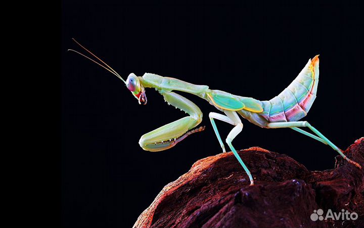 Богомолы из экзотических стран, отправка по России