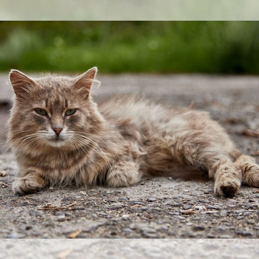 Пушистый котик (кот)