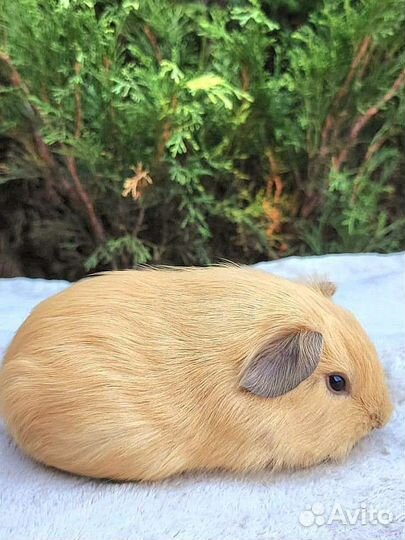 Морские свинки