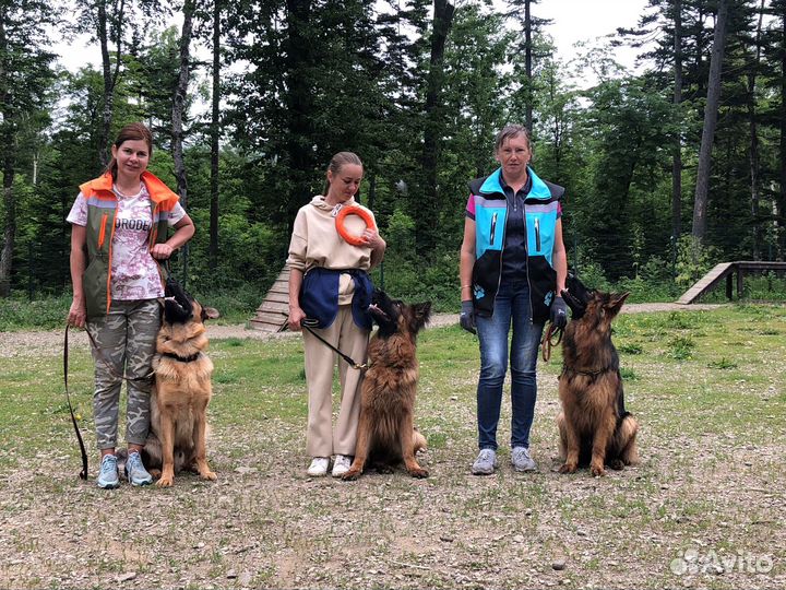 Дрессировка собак