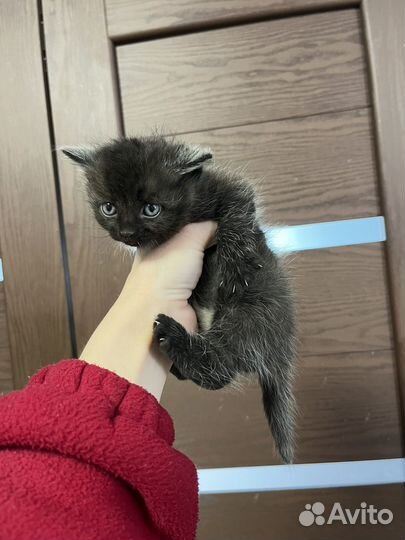 Котенок черный мальчик