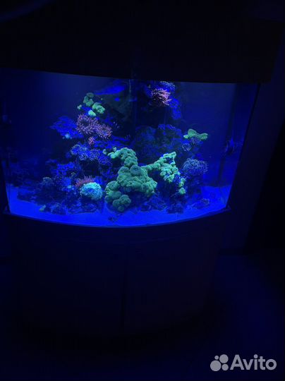Продам морской аквариум